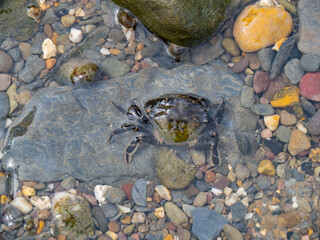 Green shore crab in rockpool, Devon, UK. - 534979004