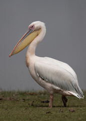 Fototapeta na wymiar Portrait of a great while pelican at Amboseli lake, Kenya