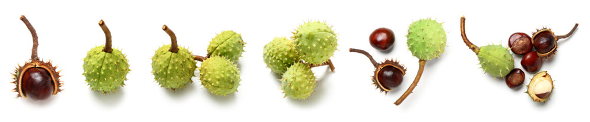 Set of fresh chestnuts isolated on white