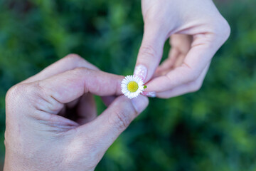 Close-up,man's hand gives the daisy to the women's hand. Man's hand holding beautiful  of fresh daisy flower  and gives into a woman's hand.Two hands of the lovers that pass a flower to each other.