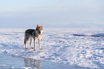 Bright portrait of a crossbreed dog and wolf walking on frozen lake at sunset. Mountans and ice hummocks on background. Beautiful natural background.
