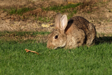 Wild rabbit feeding on grass in holiday camp park.