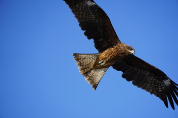 red tailed hawk