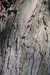 Rough bark
