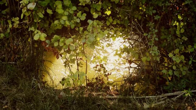 The water of a river flows illuminated by sunlight seen through a clearing in the vegetation that grows on the riverbank