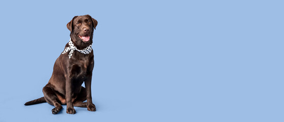 Cute Labrador dog on blue background with space for text