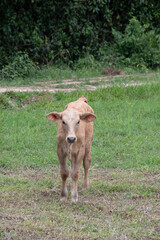 calf in a field