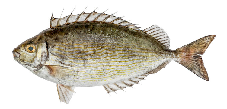 Fish siganus rivulatus isolated on white background (Dusky Spinefoot)
