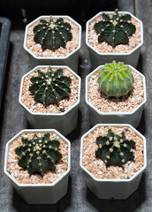 Small cactus in a pot, selective focus