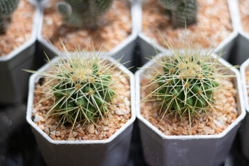 Small cactus in a pot, selective focus