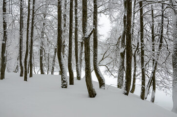 Fototapeta premium Winter calm landscape with snow covered trees during heavy snowfall