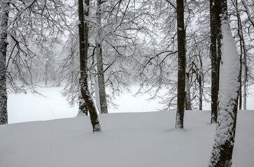 Winter calm landscape with snow covered trees during heavy snowfall