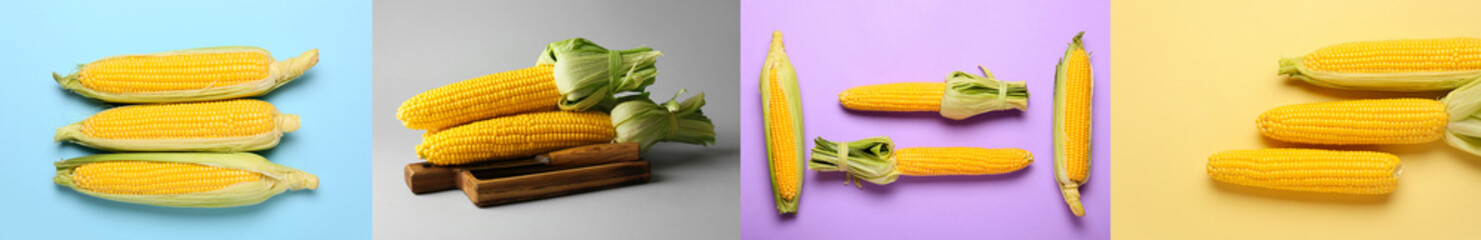 Collage with many corn cobs on colorful background