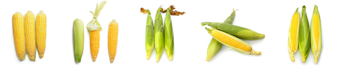 Set of many corn cobs on white background