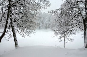 Winter calm landscape with snow covered trees during heavy snowfall