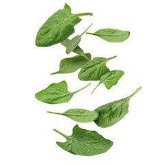 Many flying spinach leaves isolated on white