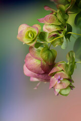 Różowo-zielone kwiatki - obrazy, fototapety, plakaty