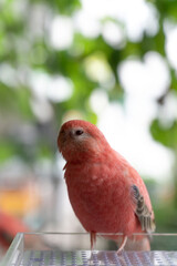 アキクサインコ
