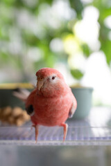 アキクサインコ
