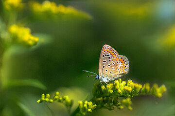Modraszek ba żółtych kwiatach © Gabriela