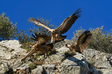 Griffon vulture // Gänsegeier (Gyps fulvus) - Monfrague, Extremadura, Spain