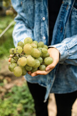 Farmers Hands with Freshly Harvested white grapes. 