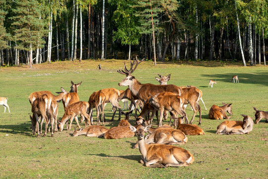 Red deer, cervus elaphus, herd standing on grassland. Male animal surrounded by group of female animals.