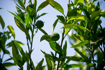 green tangerine on the tree