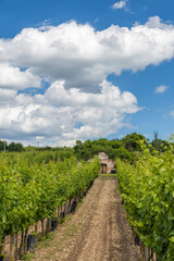 Naklejka premium Wine cellars and vineyard in Palava region, Southern Moravia, Czech Republic