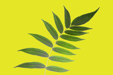 Fototapeta na wymiar branch with leaves on a yellow background. vegetation and botany