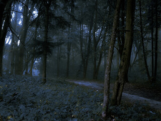 Dark mysterious forest in the fog. Spooky gloomy woods. Morning in a strange forest.