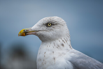 Seagull