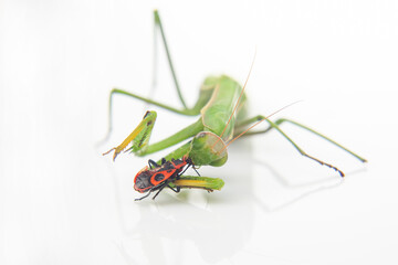 green praying mantis eats a beetle on a white background close-up. insect predator. nature and zoology