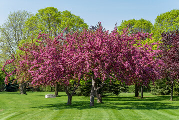 Crabapple Trees With Red Blossoms In Spring