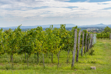Fototapeta na wymiar Ripening grapes in Batorove Kosihy, Slovakia