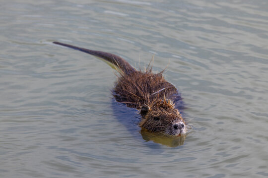 nutria swimming in water,Tuscany, Italy