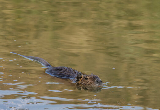 nutria swimming in water,Tuscany, Italy