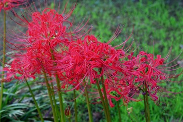 ヒガンバナ（彼岸花、石蒜）