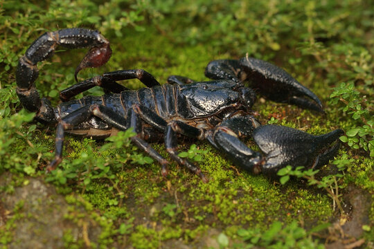 An Asian forest scorpion is looking for prey on a rock overgrown with moss. This stinging animal has the scientific name Heterometrus spinifer.