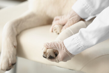 Female veterinarian bandaging dog's paw in clinic, closeup