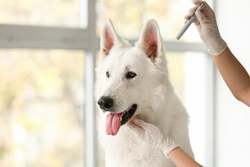 Female veterinarian examining dog's ear in clinic, closeup