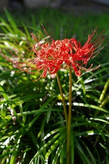 ヒガンバナ（彼岸花、石蒜）
