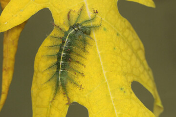 A caterpillar of the common baron is eating a fern leaf that grows wild. The insect that makes the...