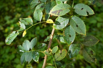 Rosenzweig mit grünen Blättern mit Regentropfen im Garten bei Sonne und Regen am Morgen im Herbst