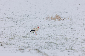 A white stork surprised by winter looks for food in the snow in the Schmuttertal biotope near...