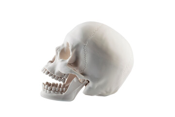 Human skull with open jaw isolated on white background with clipping path