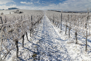 Winter vineyard near Mikulov, Palava region, Southern Moravia, Czech Republic