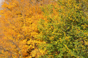 Beautiful trees with green and golden leaves in autumn park