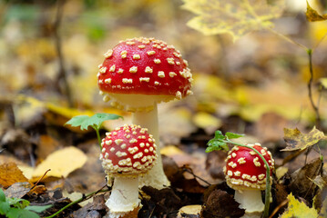 Group of amanita muscaria or fly agaric poisonous mushrooms with red caps with white dots growing...