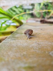 The snail was slowly climbing the wall.